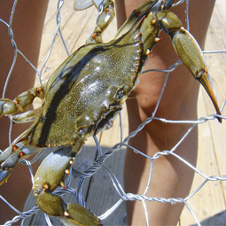 Crab Fishing for Couples in Goa